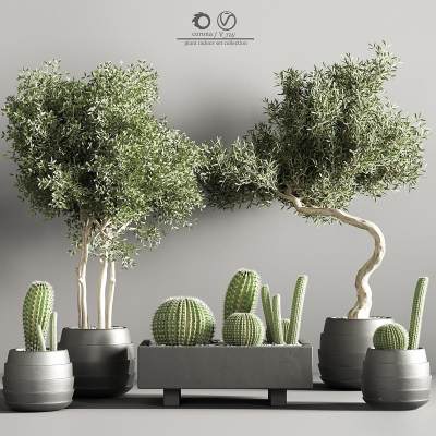 现代植物盆栽 仙人掌 仙人球